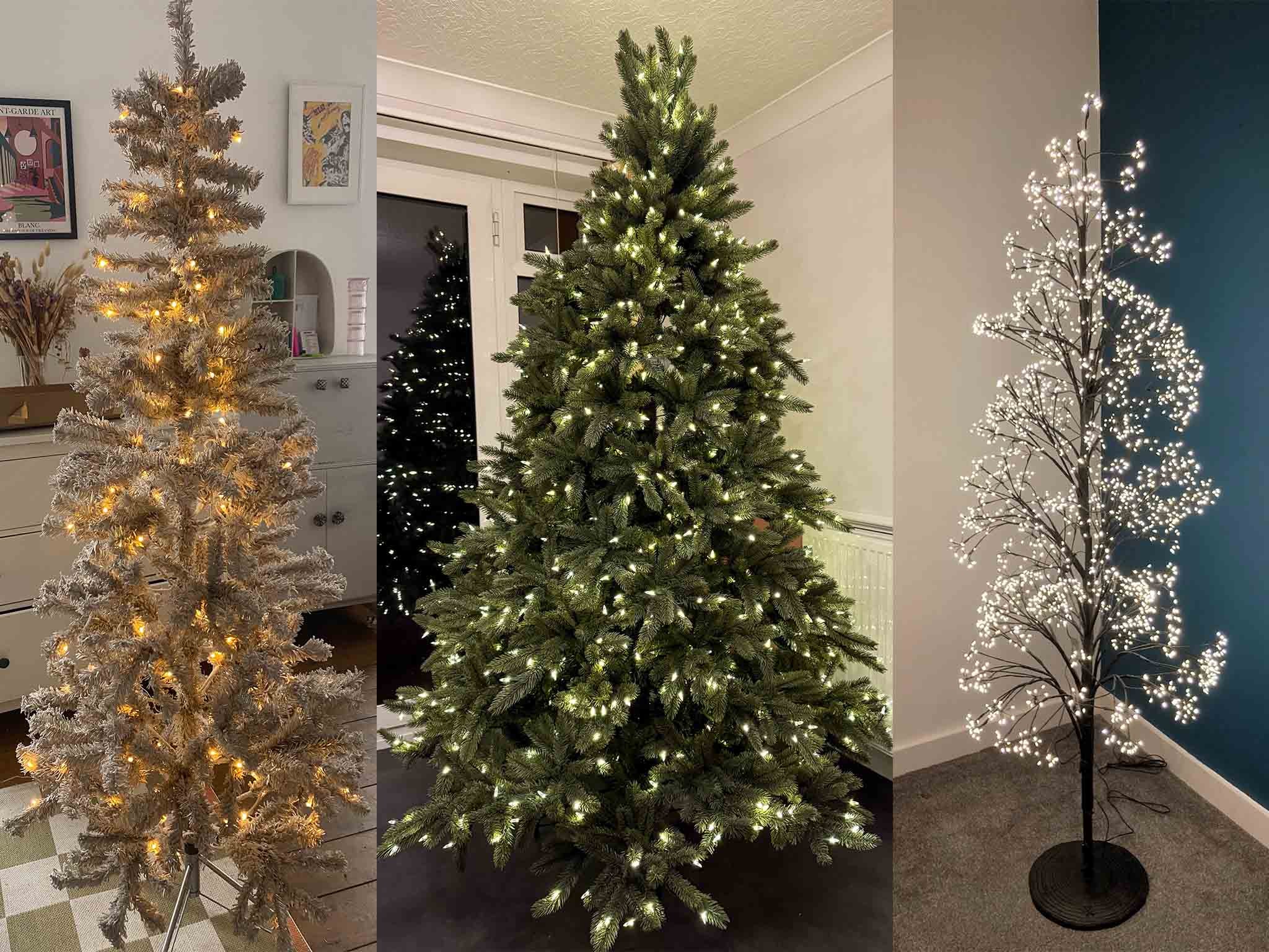 We got into the festive spirit and set up a range of different spruces