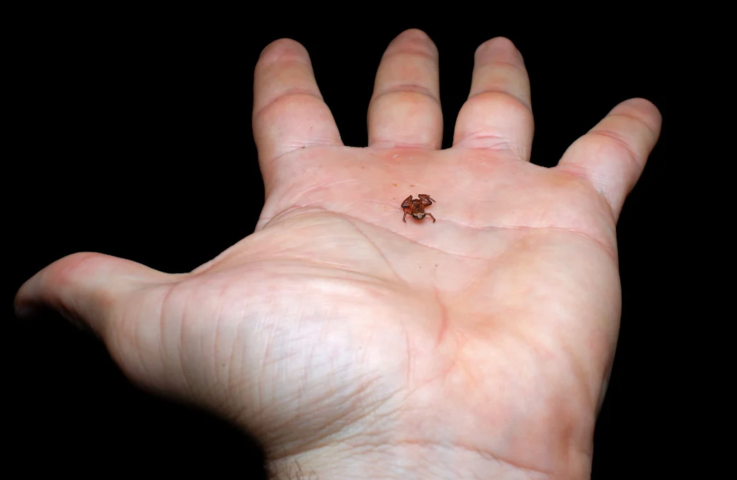 New miniature species on researcher’s palm