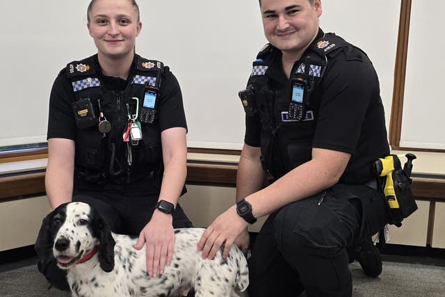 <p>A black-and-white cocker spaniel called Daisy has been reunited with her owners after being stolen eight years ago (Surrey Police/PA)</p>