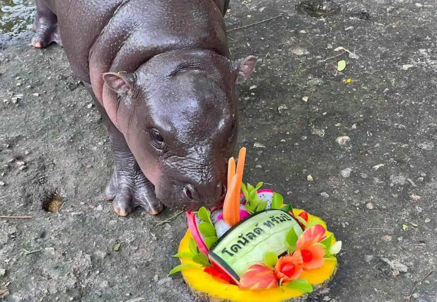 Moo Deng eats the fruit cake that spells out Republican nominee Donald Trump’s name