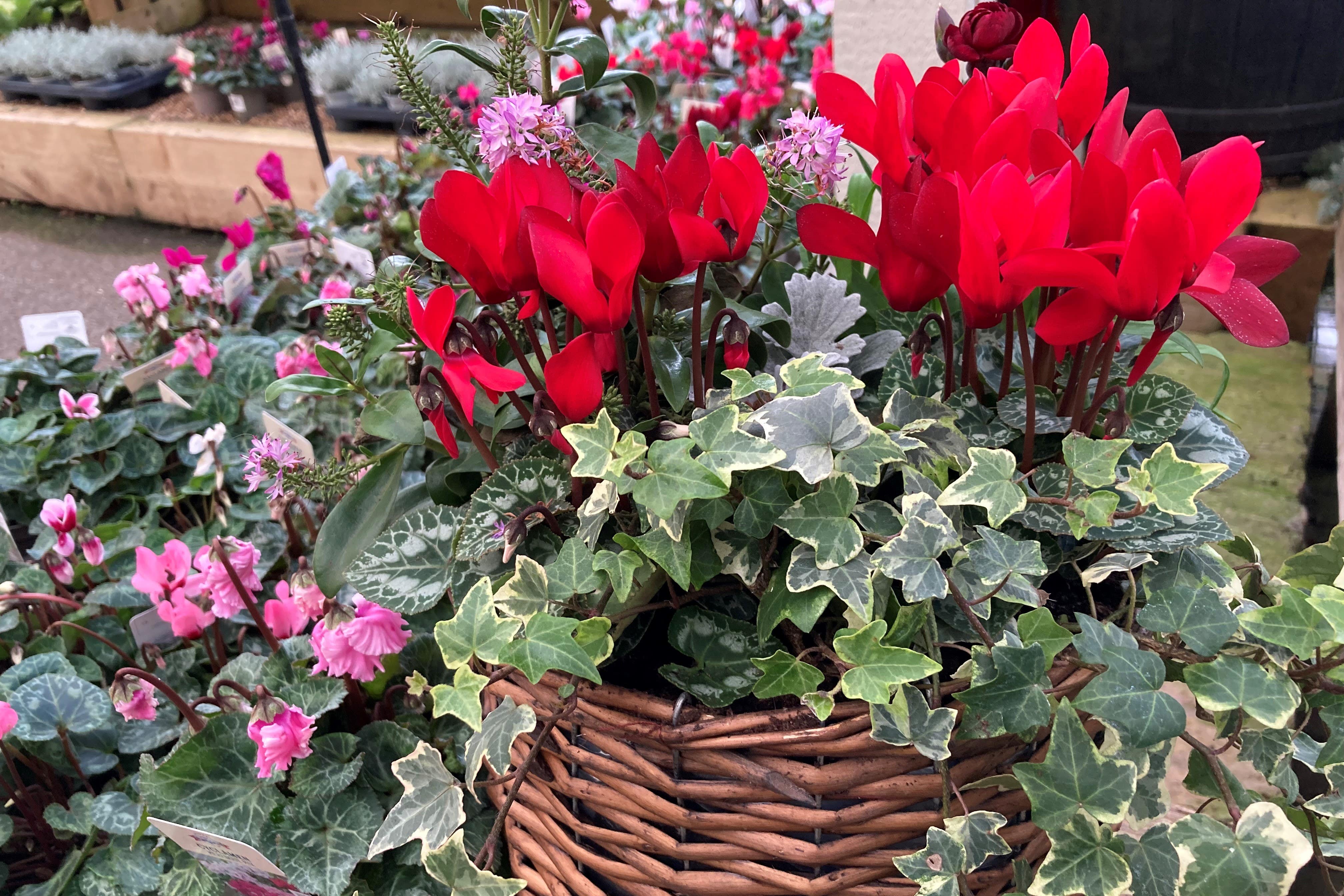 Tips to keep your plants blooming during winter (Hannah Stephenson/PA)