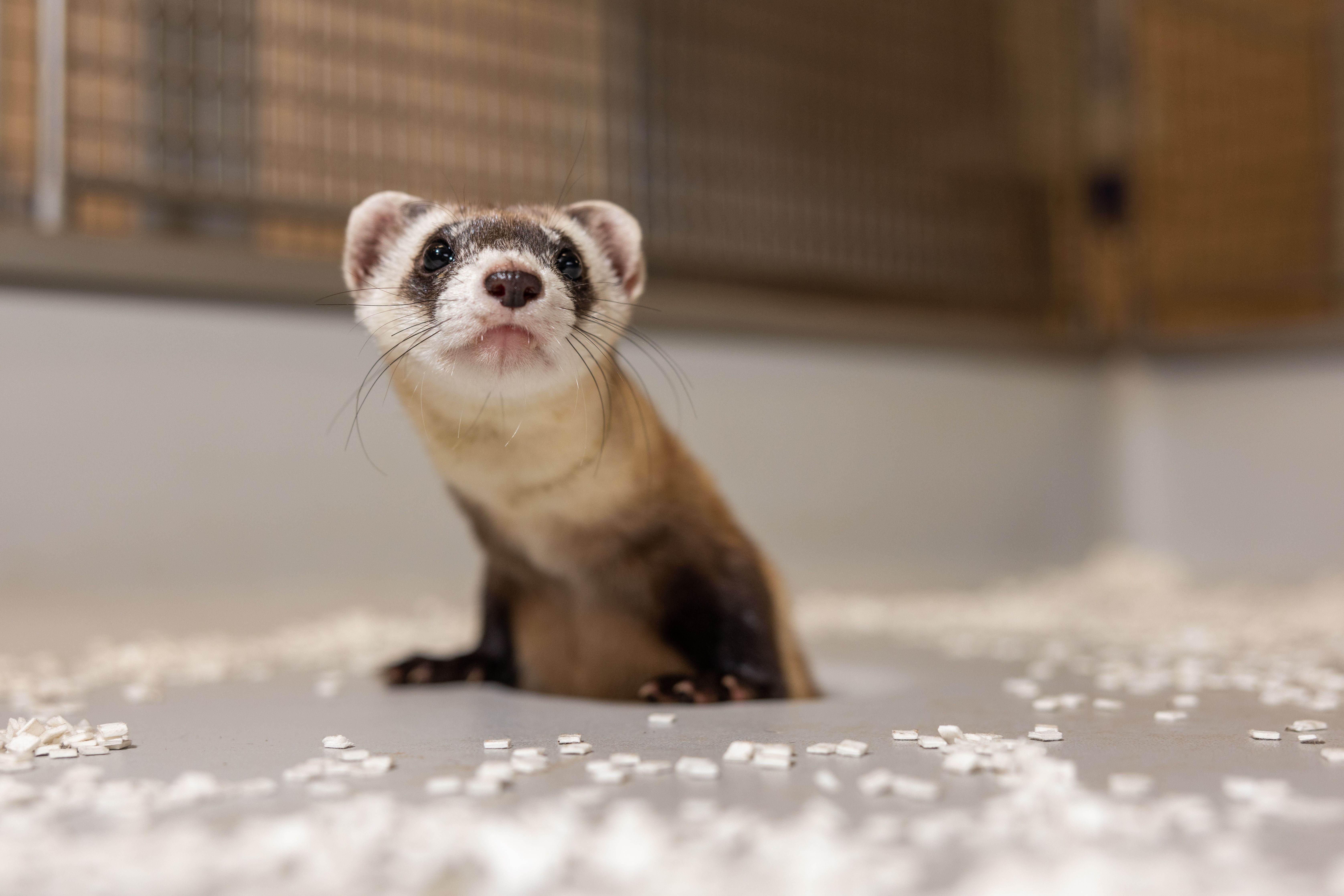 Black-footed ferret clone Antonia gave birth to two healthy kits roughly three weeks ago, said officials