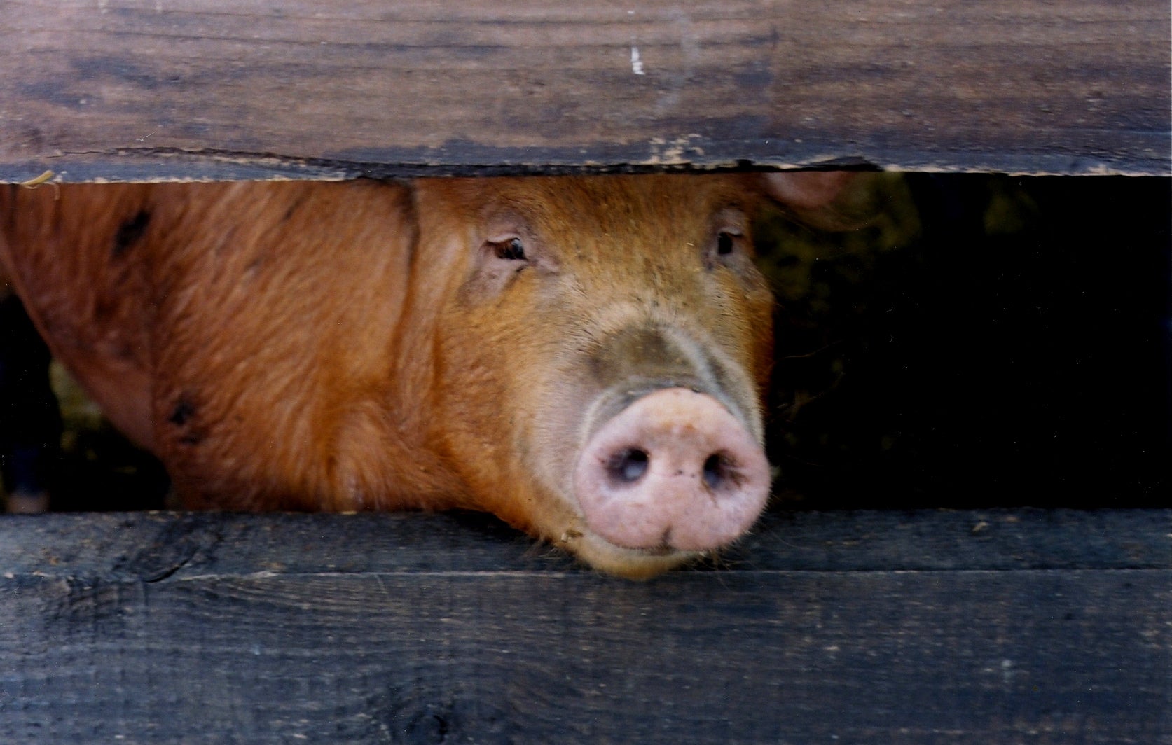 ‘If we do decide to give up on family farms ... then we will forgo a vast amount of that knowledge, and it will be unrecoverable, a wiped hard drive’