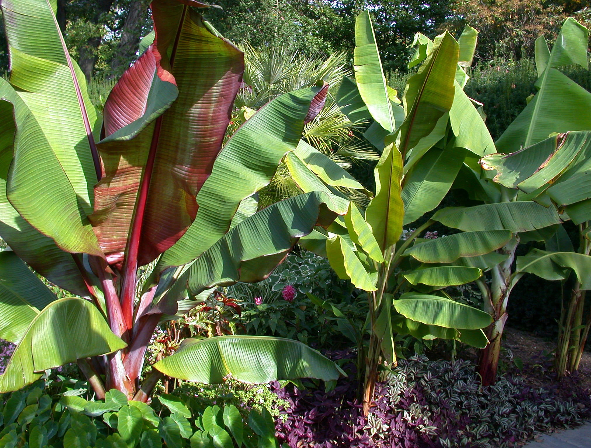 Gardening-Tropical Plants in Winter
