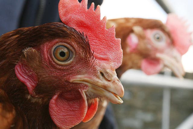 Chickens at a poultry farm (PA)