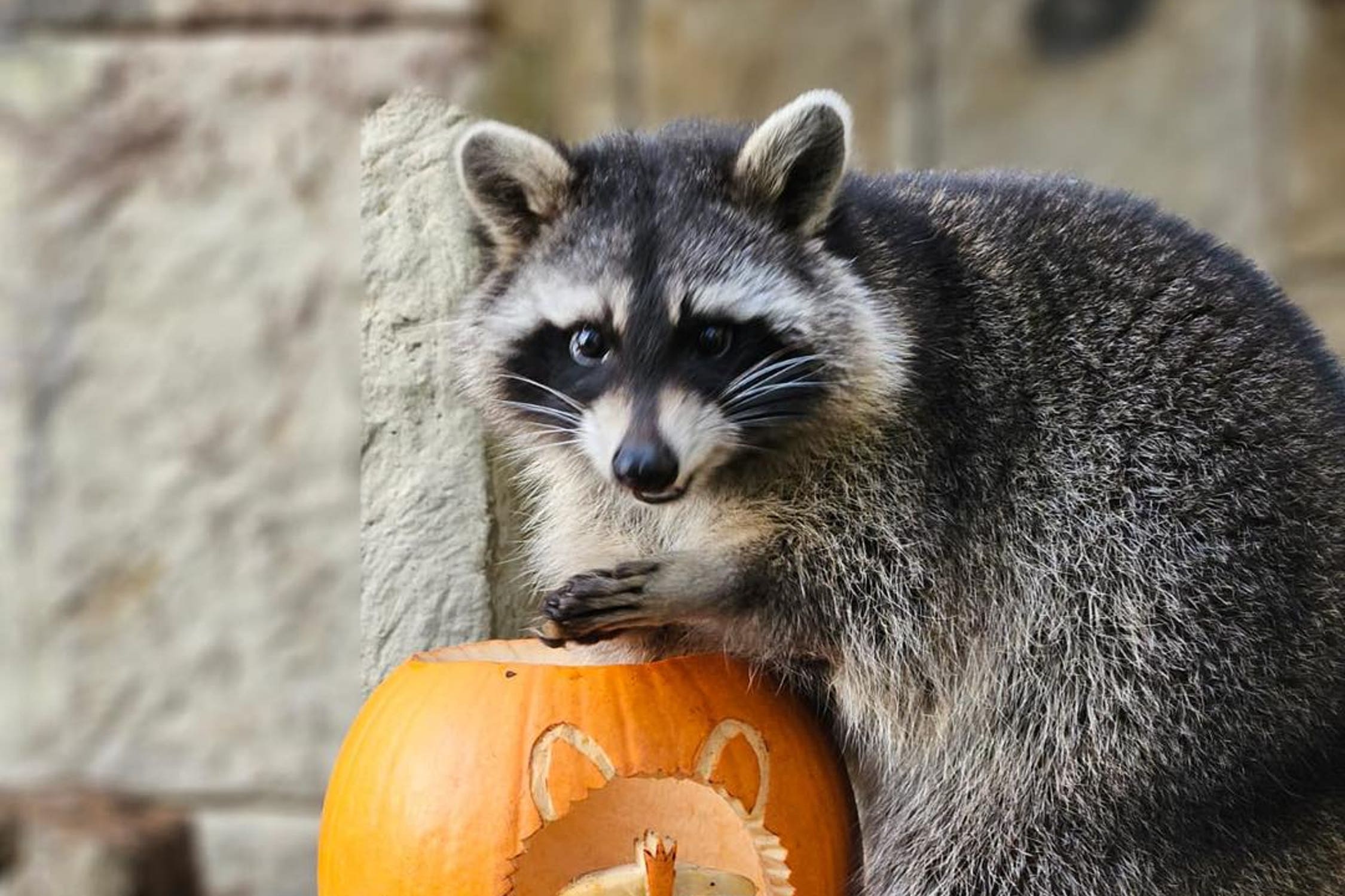 The racoons went missing from Amazon World Zoo Park on Friday morning (Amazon World Zoo Park/PA)