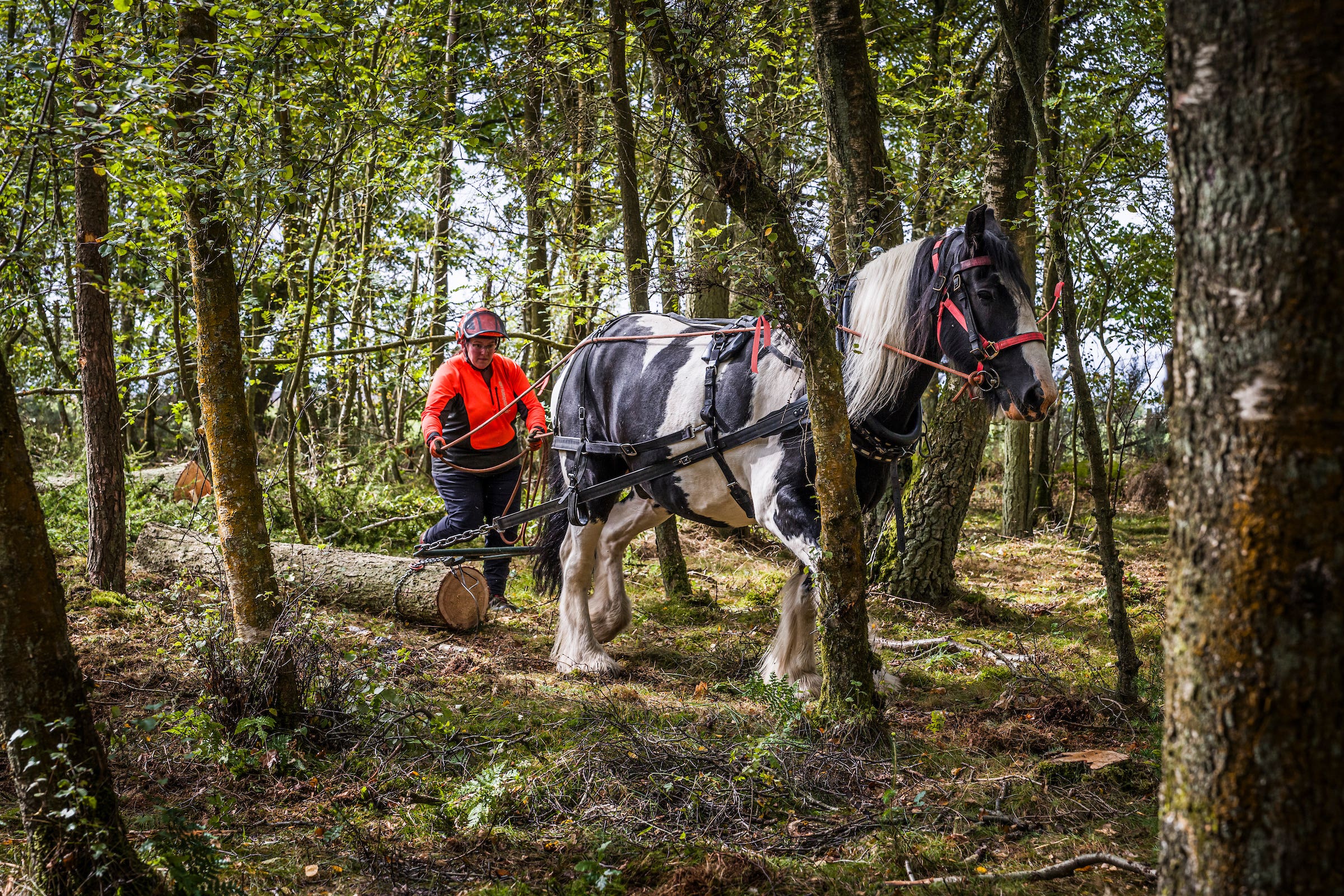 Horses are being used for logging as part of electricity networks in Scotland (Craig Stephen/PA)