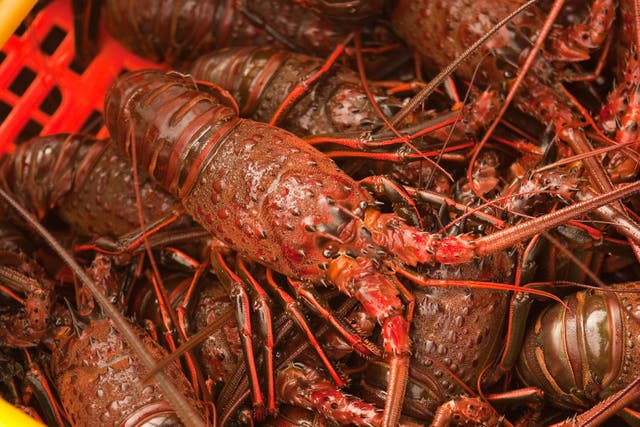 The lobsters were taken from the storage pen they were being kept in (Alamy/PA)