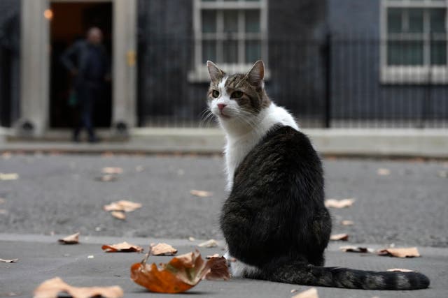 <p>Larry the cat is Downing Street’s most famous feline occupant </p>