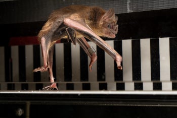 Vampire bat running on treadmill