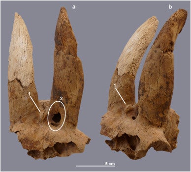 Earliest evidence for deformation of livestock horns from ancient Egypt