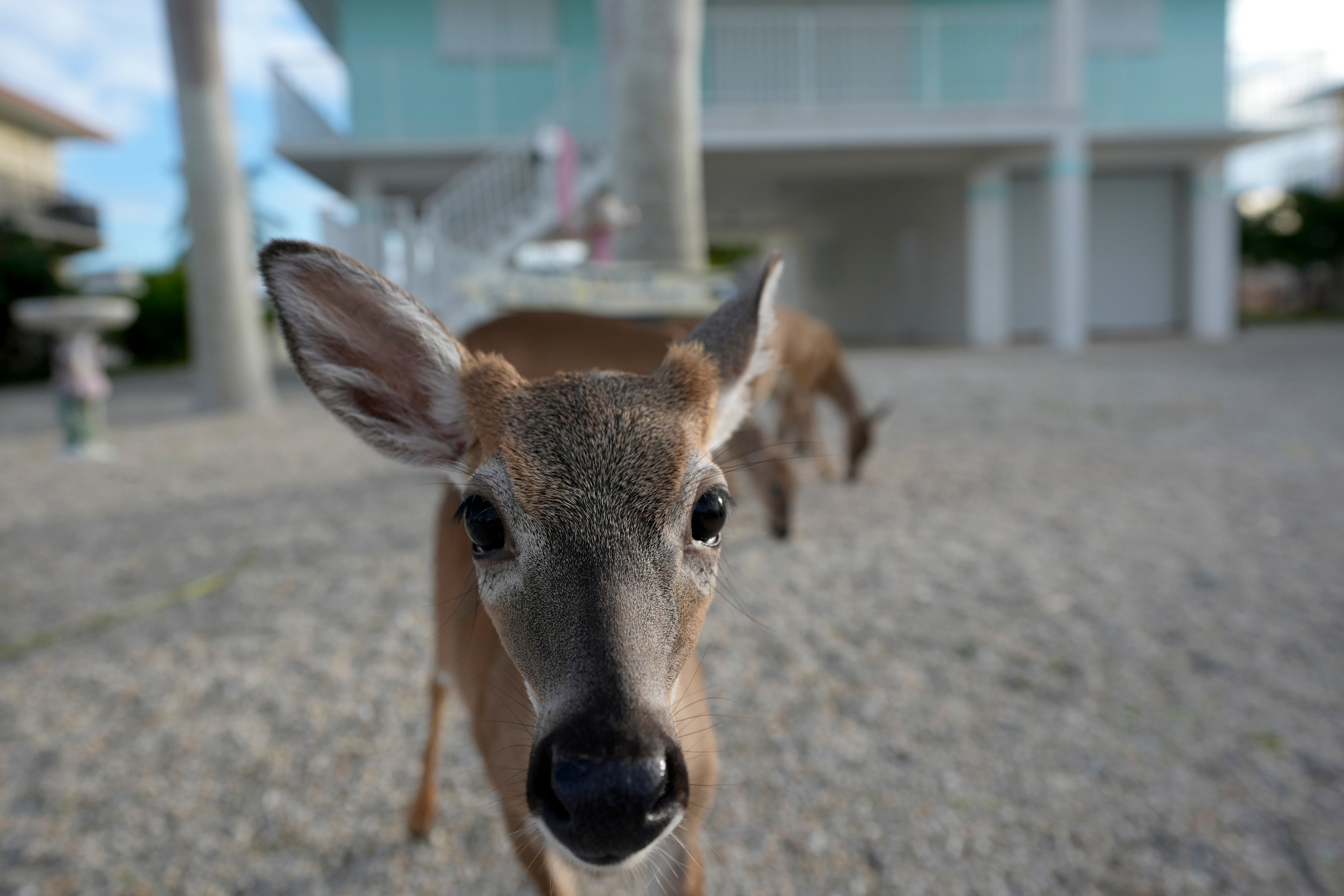 Climate Florida Key Deer