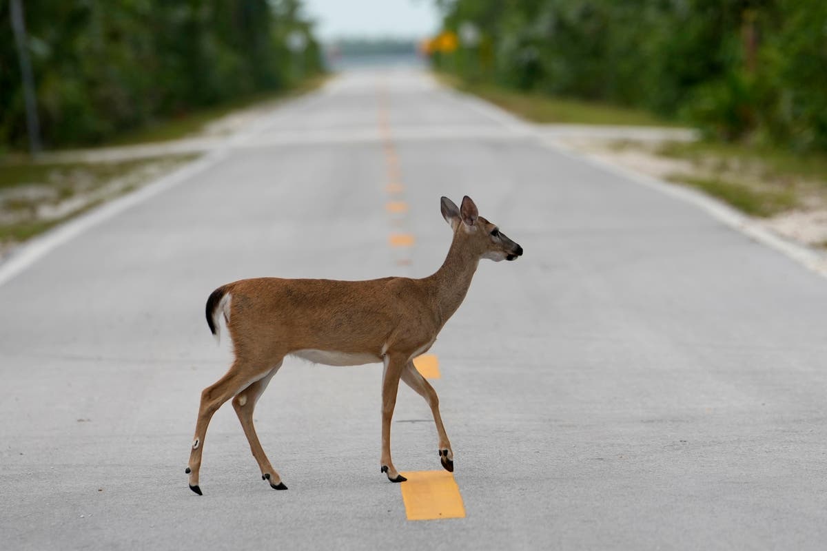 Florida’s iconic Key deer face an uncertain future as seas rise | The ...