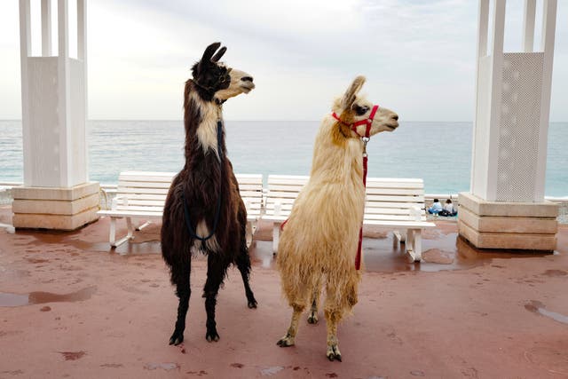 <p>Two llamas in Nice.</p>