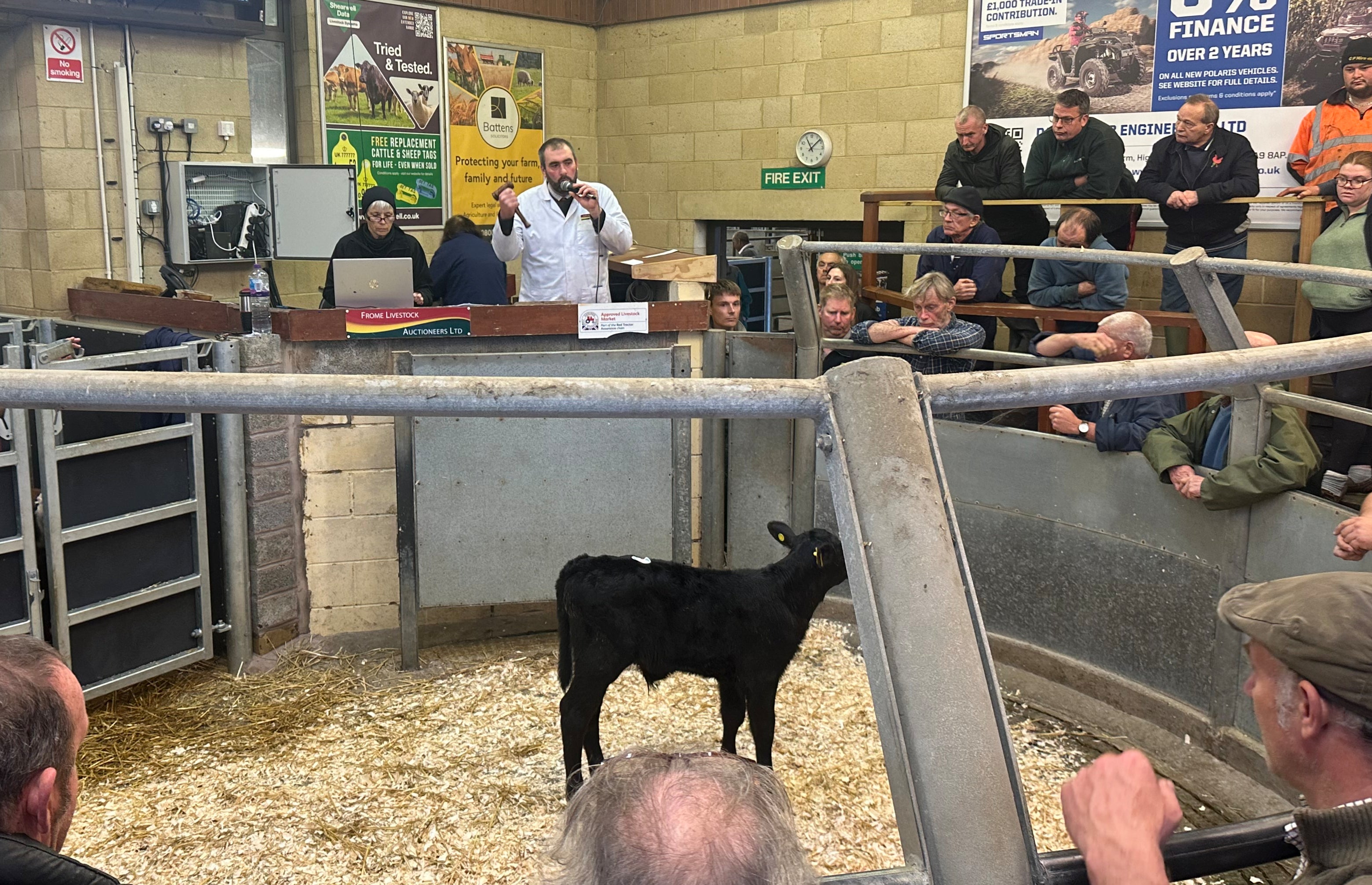 Inside one of the live sales rings where farmers bid for calves at Frome Livestock Auction – managing director Bradley Towell says numbers are down in recent years