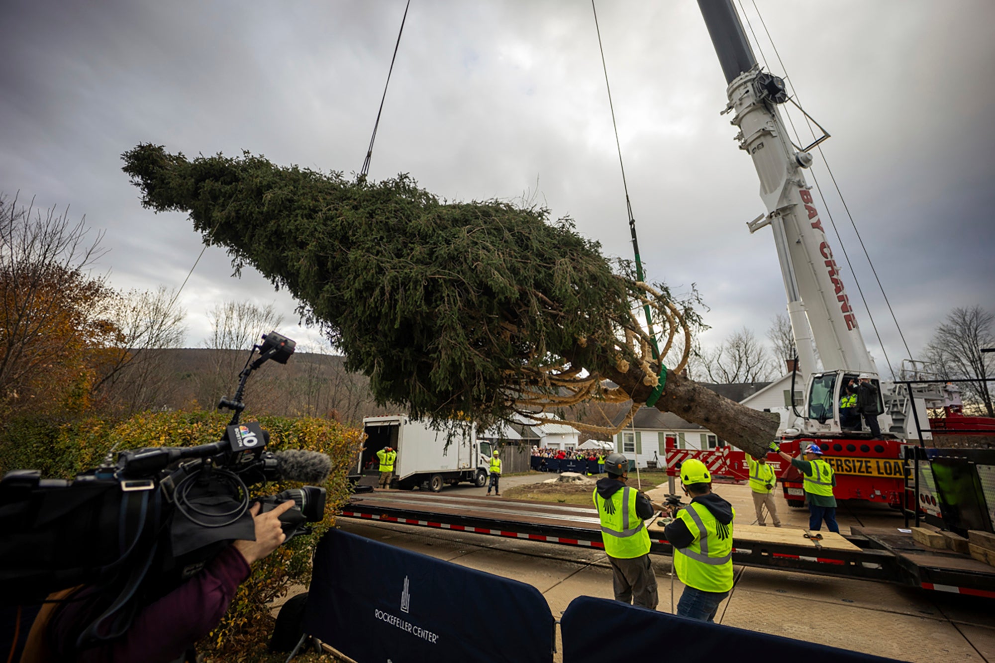 A Norway Spruce that will serve as this year’s Rockefeller Center Christmas tree is placed on a flatbed, Thursday in West Stockbridge, Massachusetts