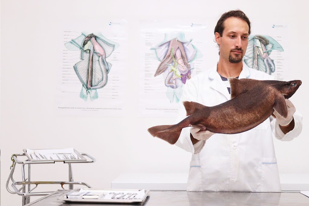 Shark scientist Andrej Gajic handling an angular rough shark