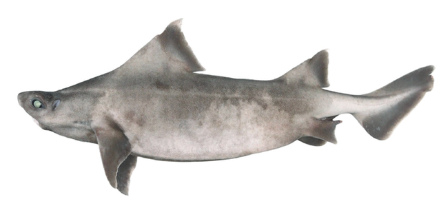 <p>Leucistic male angular rough shark</p>