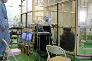 Chimps use computer better in tests when they have an audience, study ...