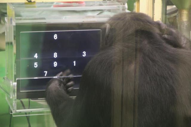 <p>Chimpanzee Pal performing a computer task</p>