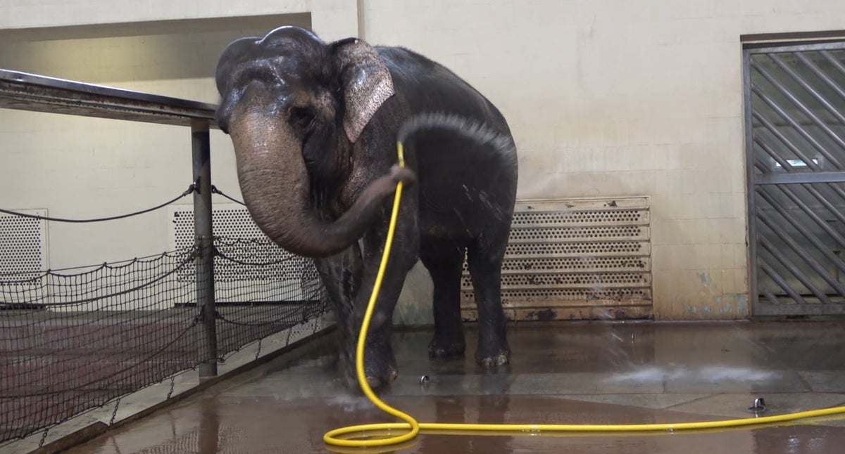 Asian Elephants Demonstrate Tool Use at Berlin Zoo