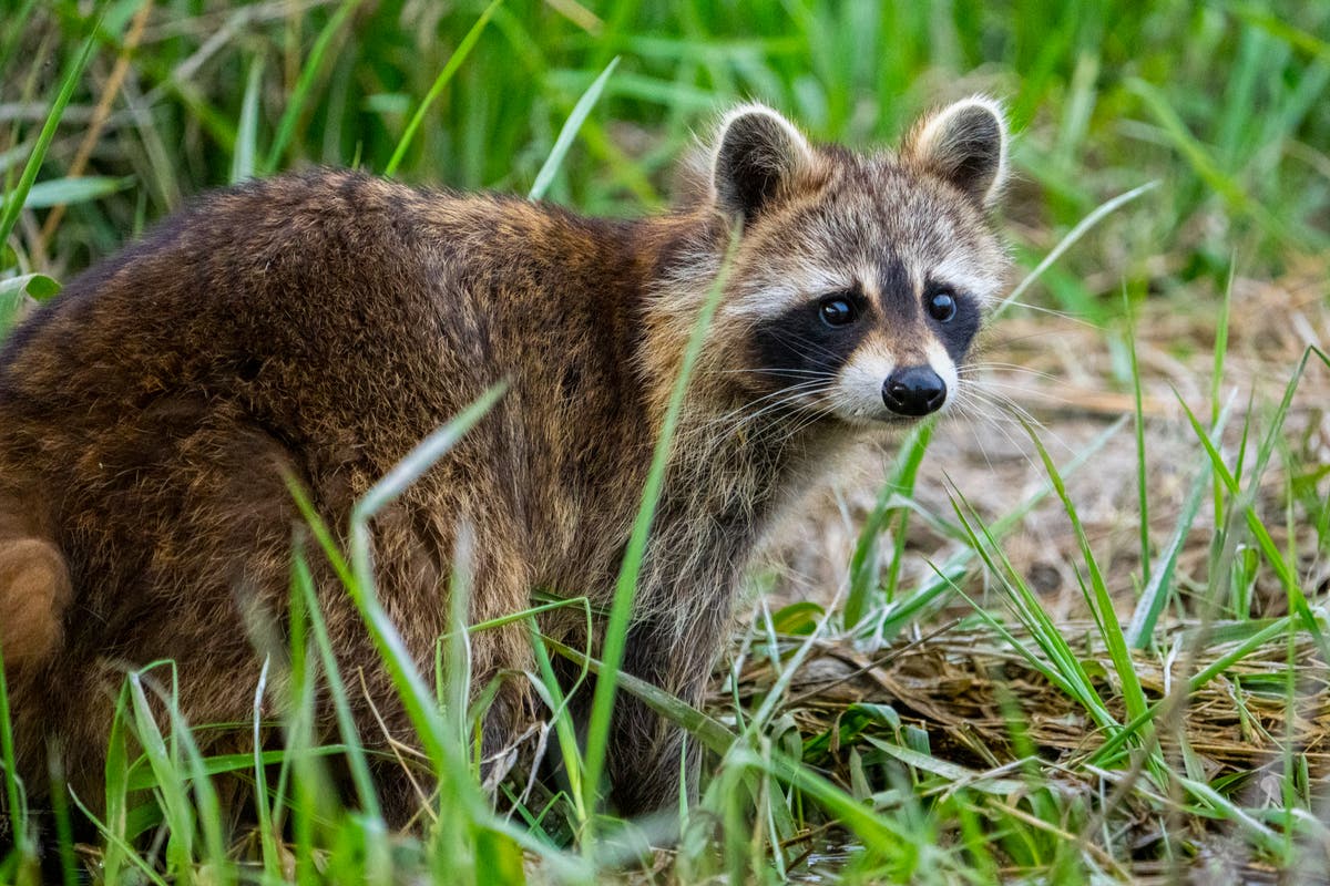 Chaos as raccoon falls from LaGuardia Airport ceiling and runs wild in terminal