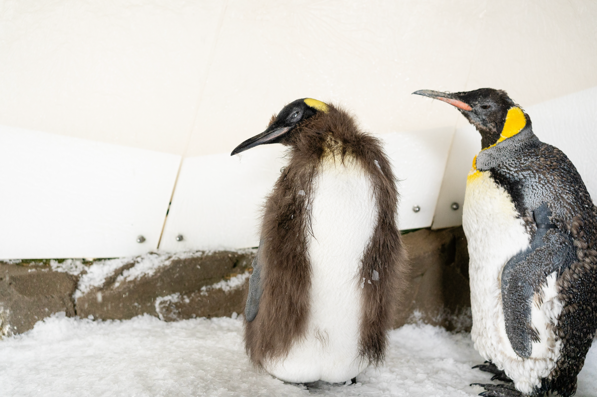 Pesto the king penguin turns away from the camera, alongside a fellow resident of the SEA LIFE Melbourne Aquarium. King penguins aren’t yet listed as a threatened species, but climate change could pose a major risk to their wild populations