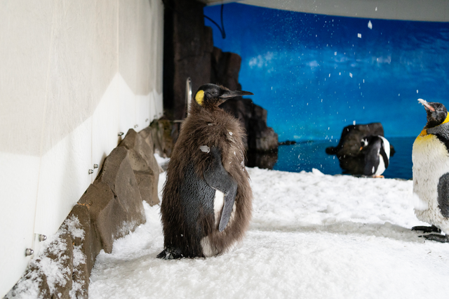 <p>Pesto the king penguin stands among others at the SEA LIFE Melbourne Aquarium. The chick was born at the Australian aquarium earlier in the year</p>