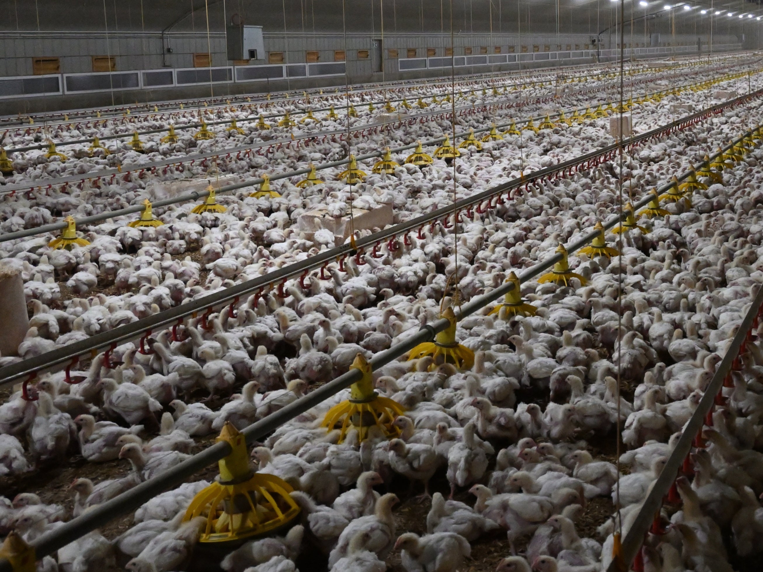 Birds are crammed into sheds on factory farms