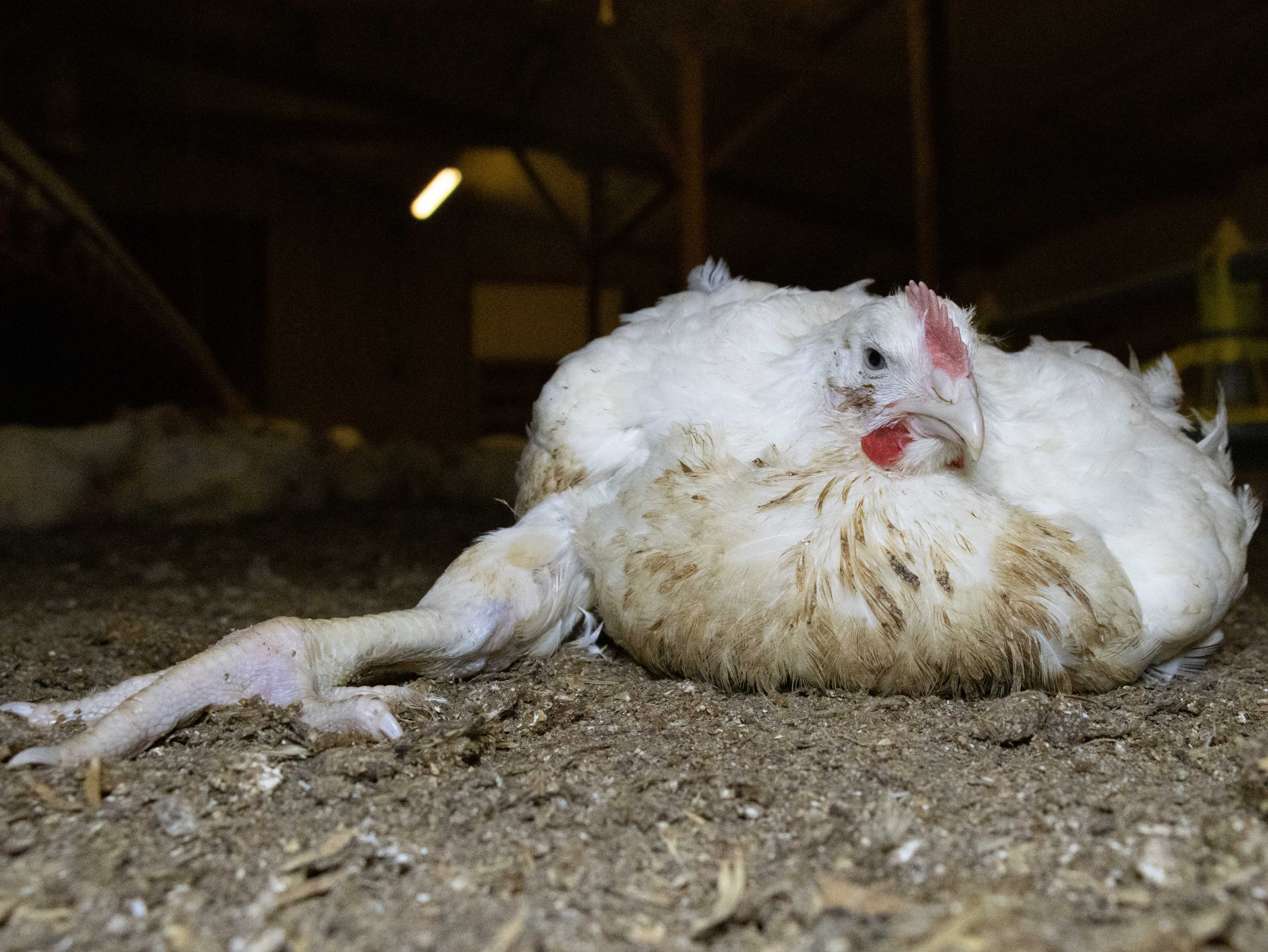 Chickens are bred to put on weight so rapidly that their limbs cannot cope and they collapse