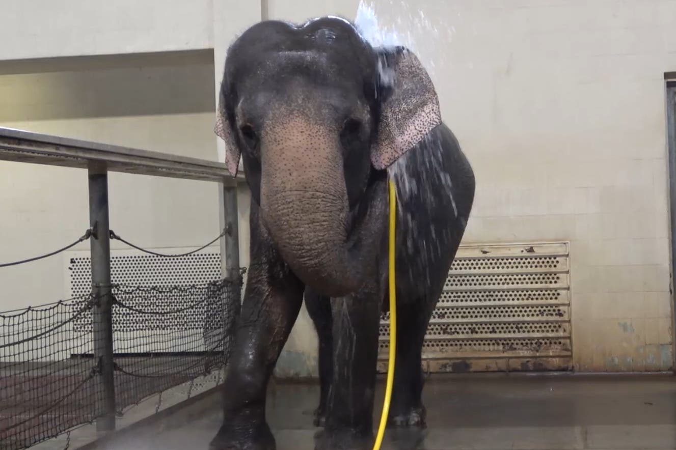 Screen grab of Mary showering with a water hose at Berlin Zoo (Urban et al/Current Biology/PA)