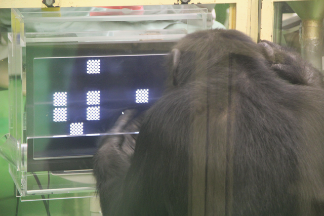 A chimpanzee performing a computer-based task (Akiho Muramatsu/Kyoto University/PA)