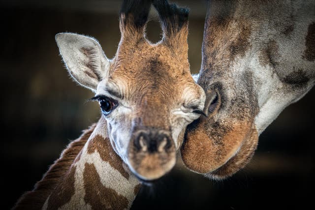 Mbonisi, a three-month old Rothschild’s giraffe, has died (Marwell Zoo/PA)