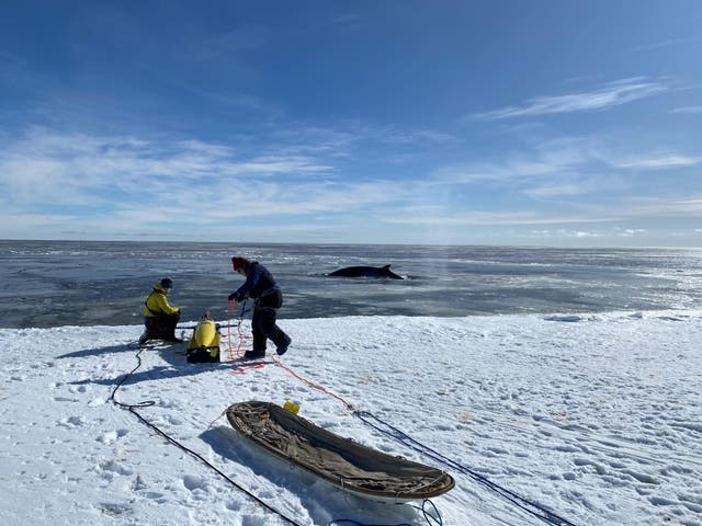 <p>The autonomous underwater vehicle named Marlin is deployed into the Ross Sea by scientists. Marlin helped the University of East Anglia researchers to reveal the impact of warming ocean waters on a major Antarctic ice shelf. </p>