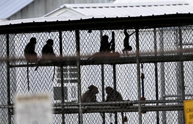 <p>A view of the cages in the research facility where forty-three rhesus macaque monkeys escaped from in Yemassee, South Carolina, United States on November 8, 2024</p>