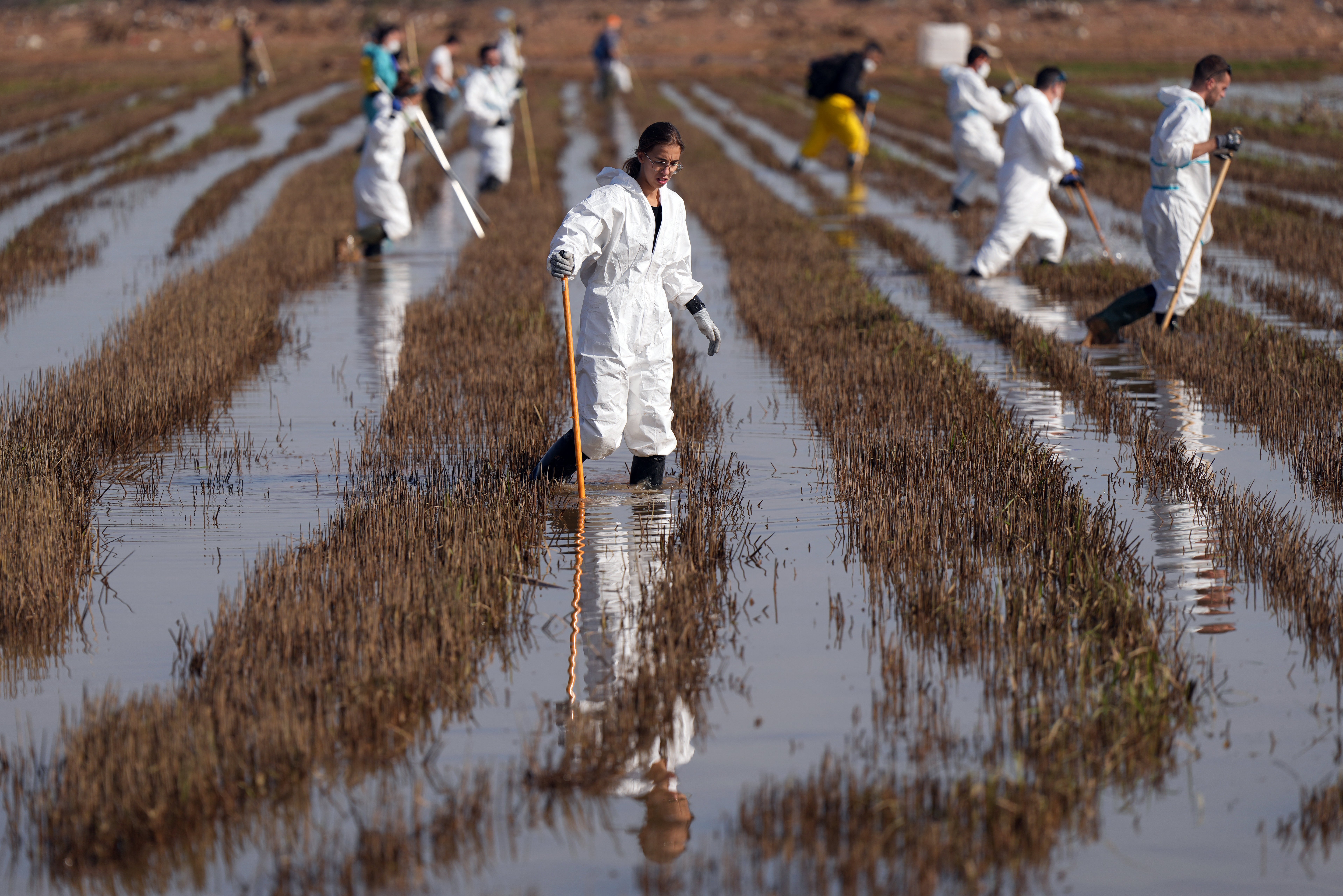 Volunteers use poles to search for victims in a paddy field in the Albufera national park near Catarroja, following devastating flooding in the region of Valencia, eastern Spain