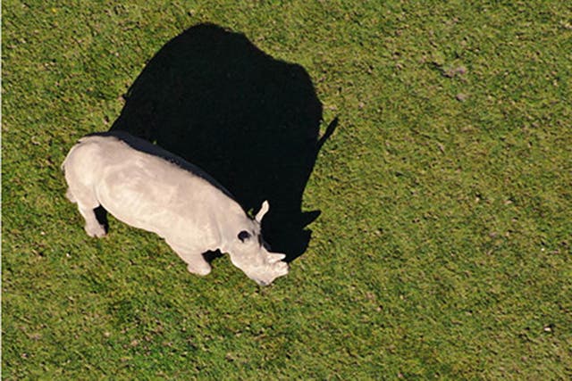 A rhino as seen from a drone (Marwell Wildlife and Southampton University/PA)