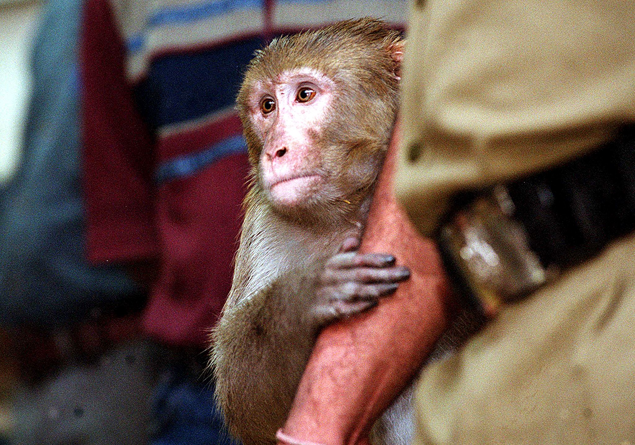 Rhesus monkeys are commonly used in nonhuman primate biomedical testing