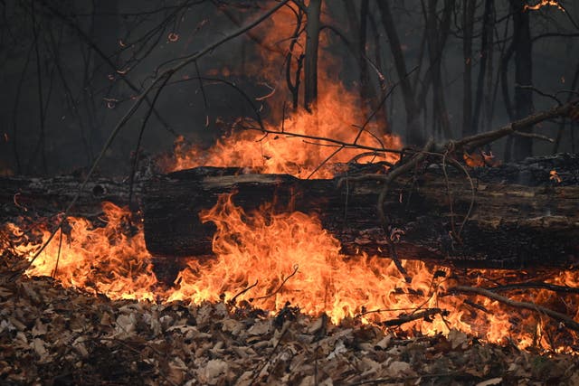 <p>Wildfire impacts Greenwood Lake as several forests burn Sunday morning in New York state </p>