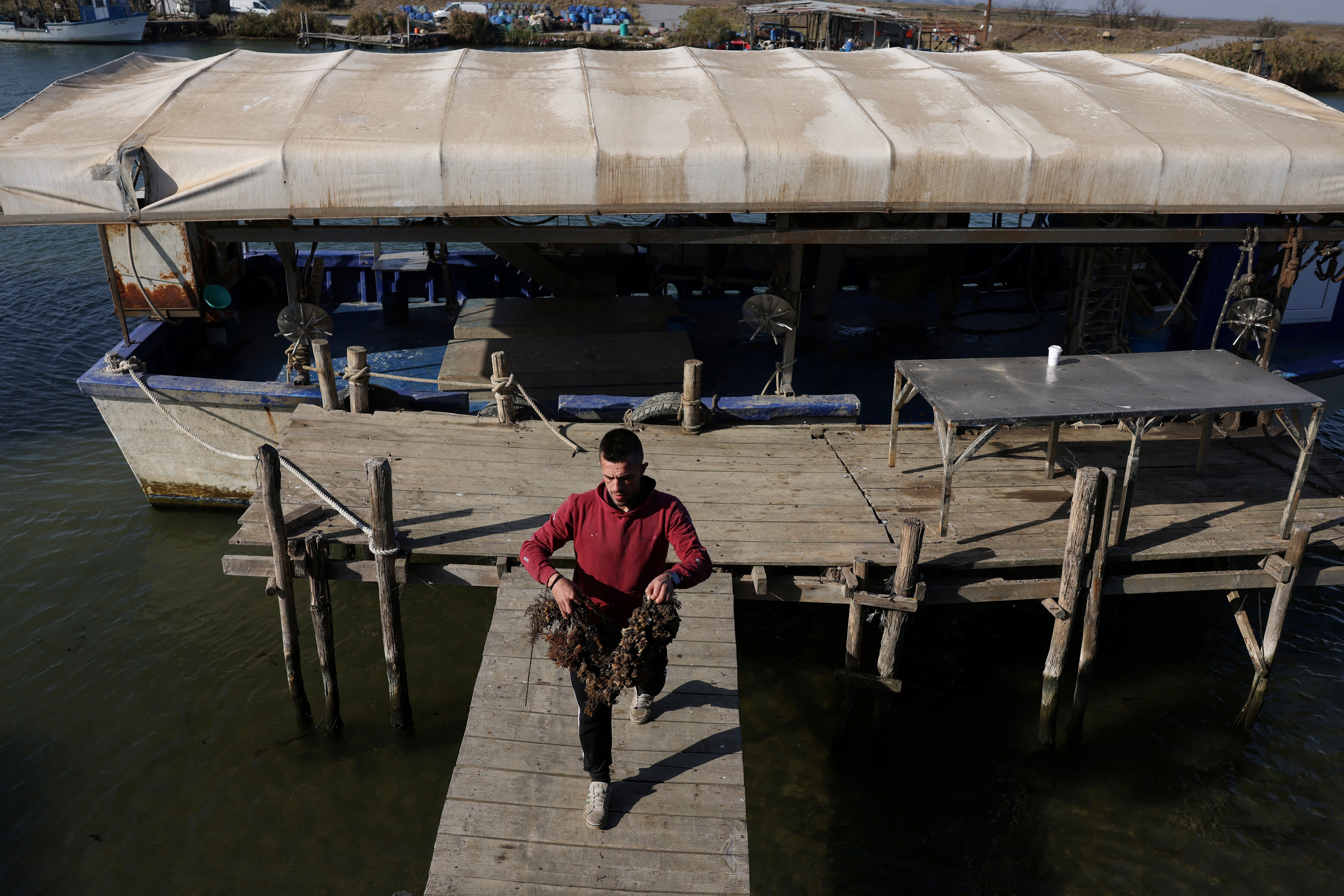 Mussel farmer Anastasios Zakalkas, 35, walks with mussels from his farm at the Thermaic Gulf, near Thessaloniki, Greece