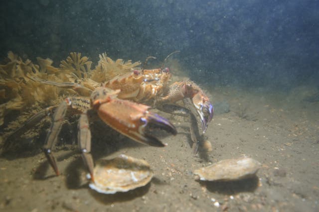 Oysters on the seabed (Heriot Watt Dive Team/PA)