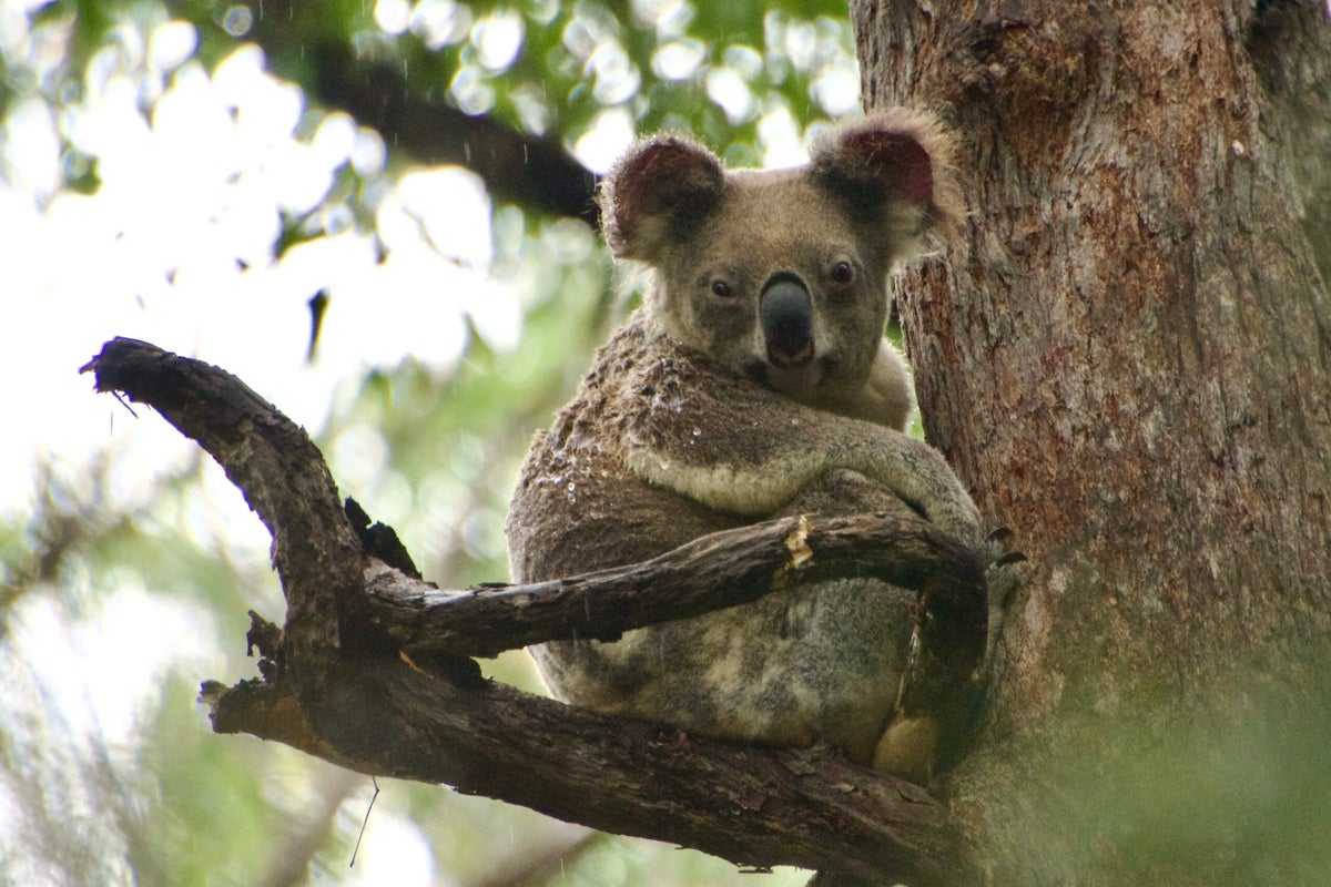Hundreds of Koala bears are being shot dead out of trees from helicopters in Australian wildlife cull