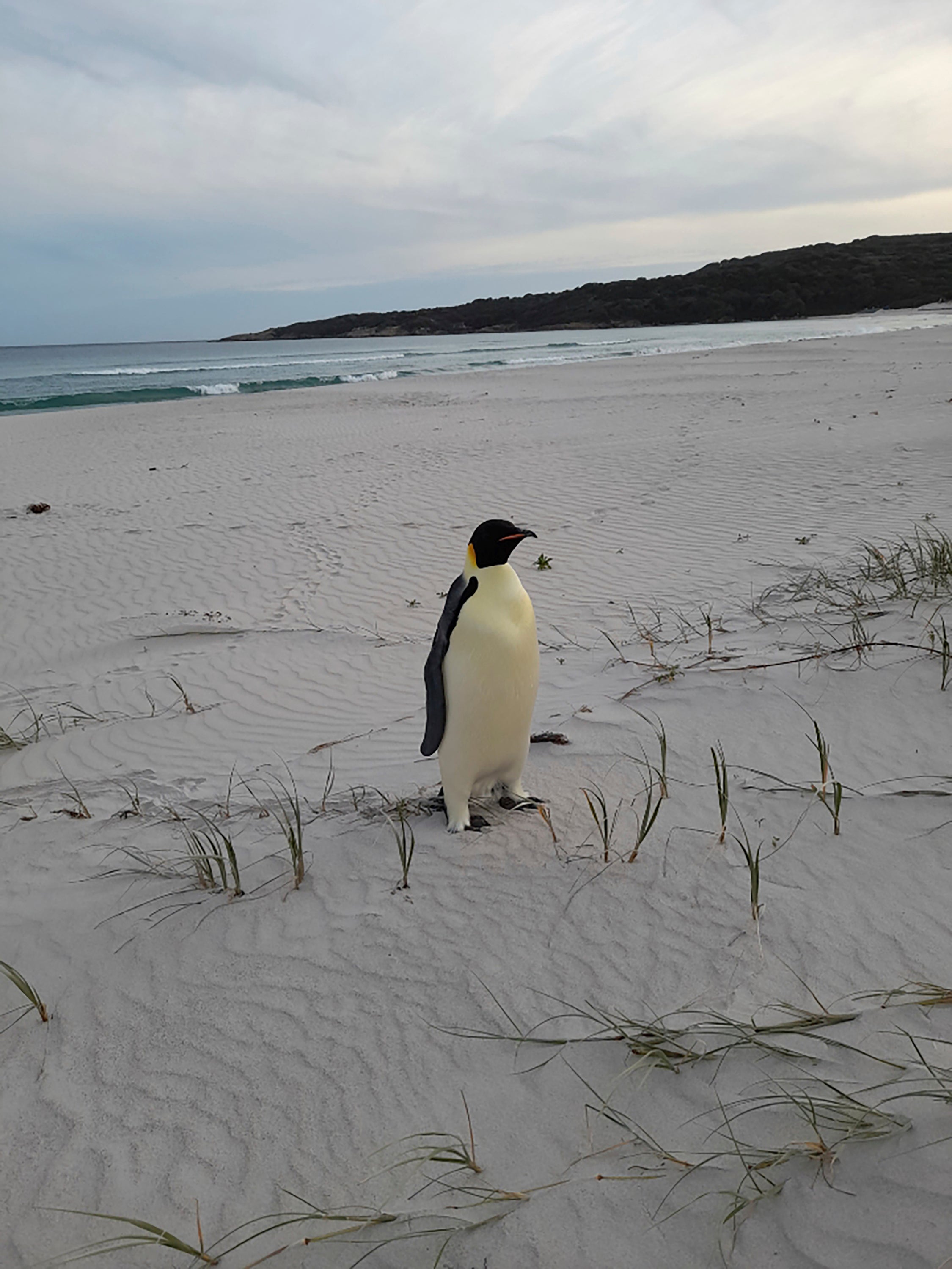 <p>A male emperor penguin dubbed Gus, stands on a beach near Denmark, Australia, on Nov. 1, 2024 </p>
