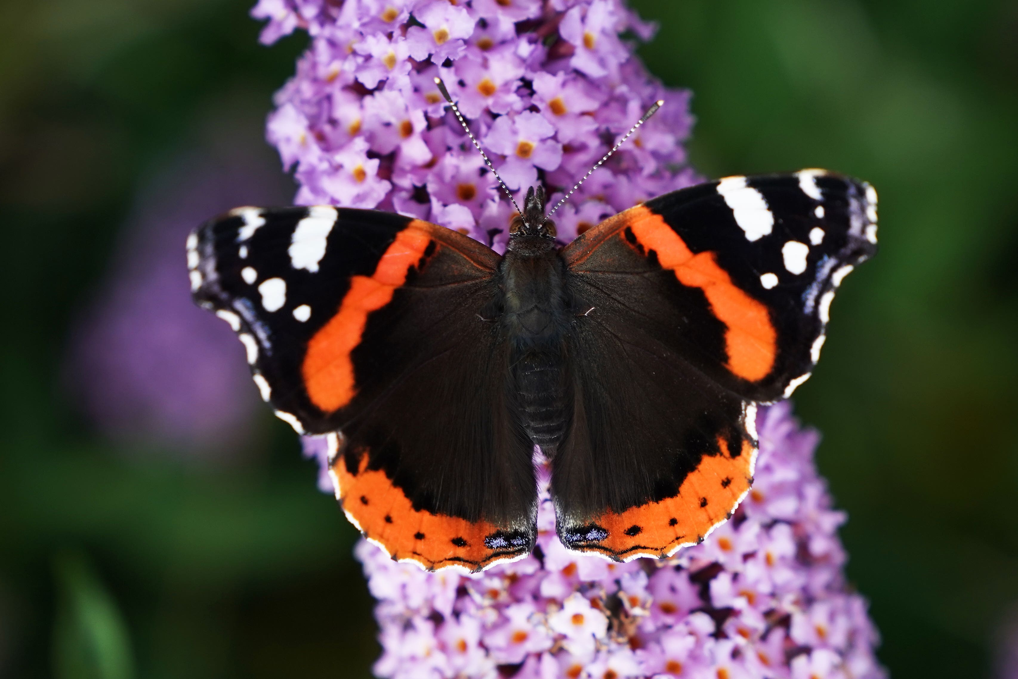 A red admiral butterfly sits on colourful flowers – the species has boomed in Scotland due to climate change (Owen Humpreys/PA Wire).