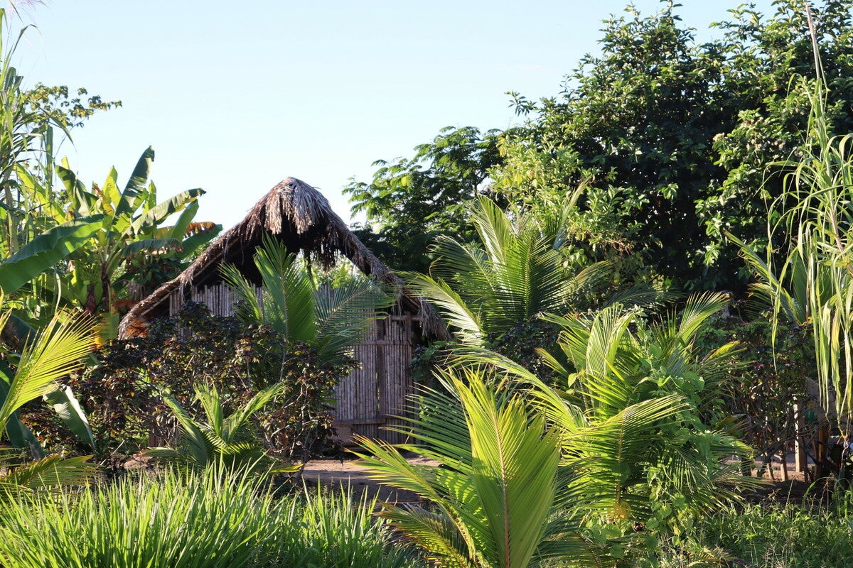 The current pilot communities are nestled within an area of Amazon rainforest recognized by UNESCO for its rich biodiversity – 737 hectares, home to jaguars, howler monkeys and toucans