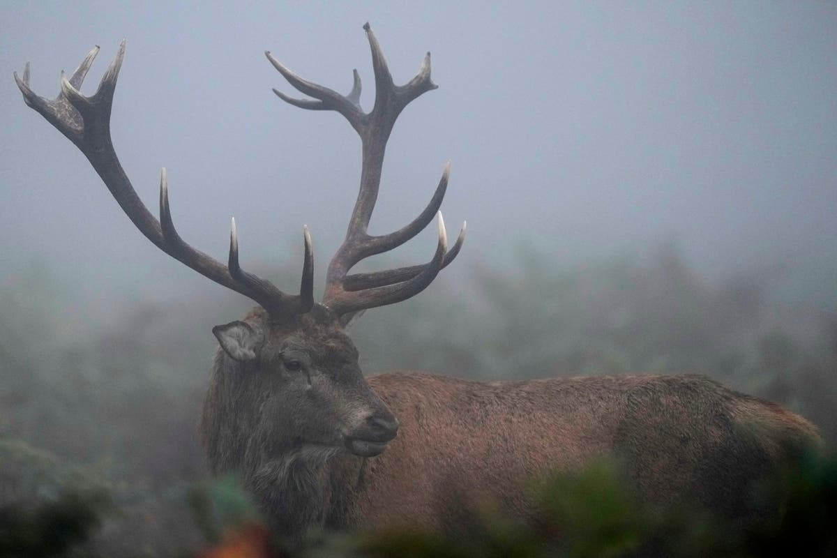 Too many wild deer are roaming England's forests. Can promoting venison to consumers help?