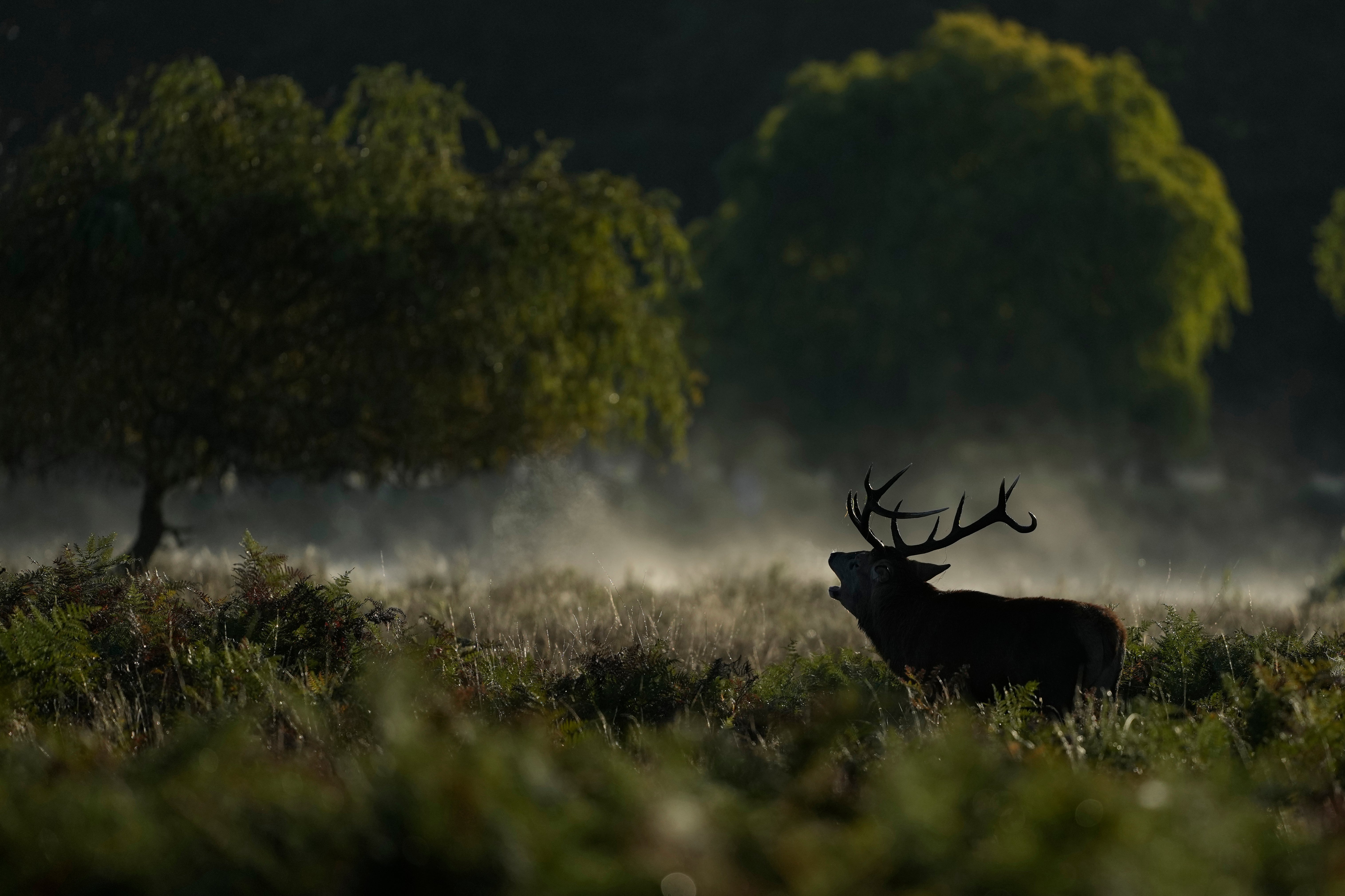 Britain Deer Culling