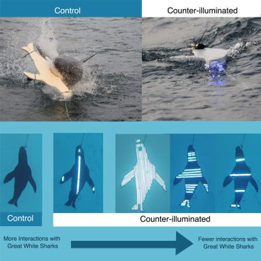 Illumination brighter than background light is most effective in deterring shark attacks