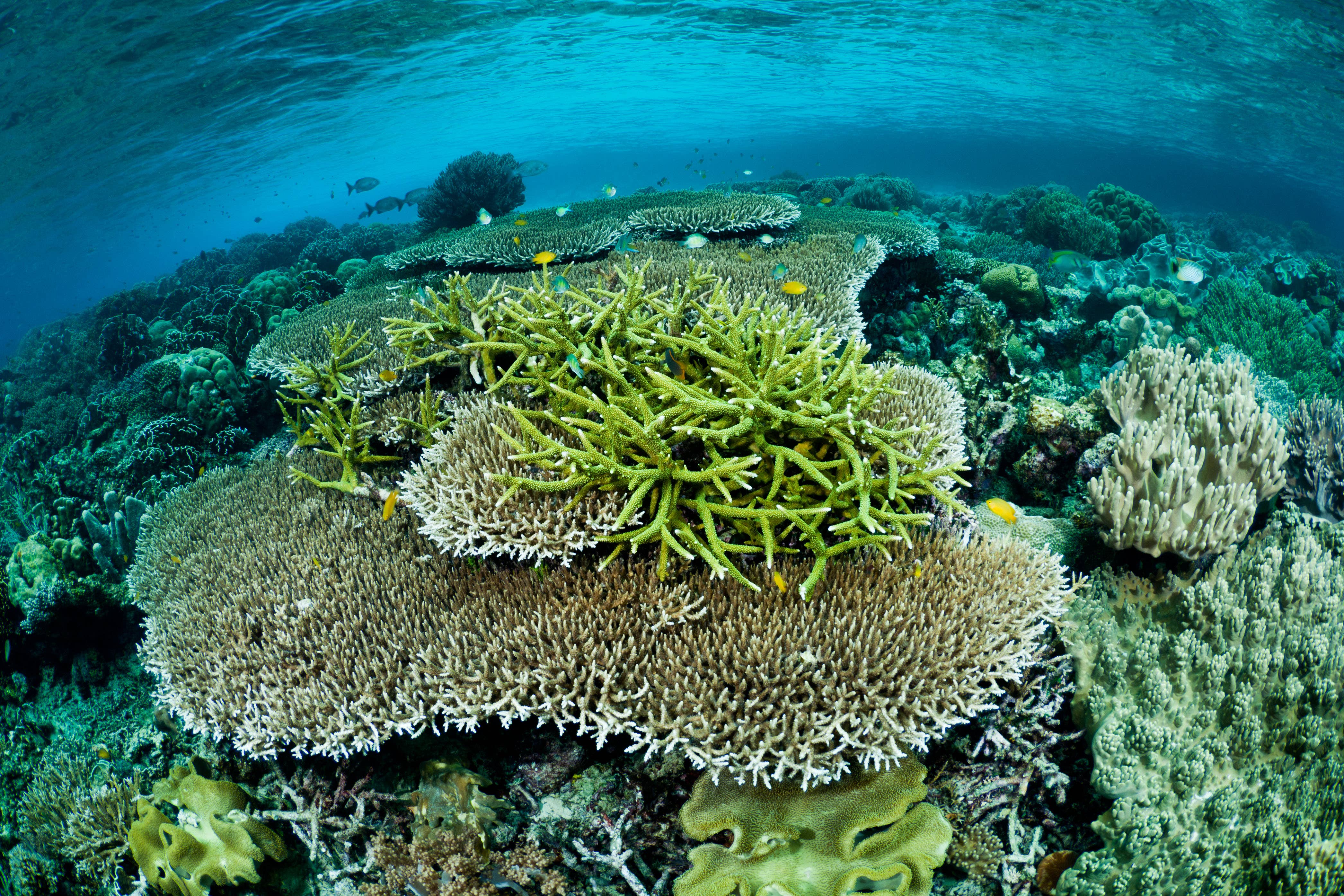 Coral reef (Alamy/PA)