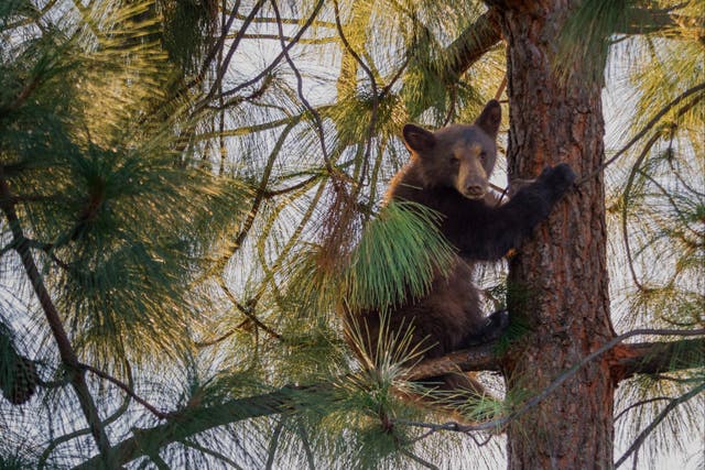 <p>The bear cub was spotted climbing a pine tree </p>